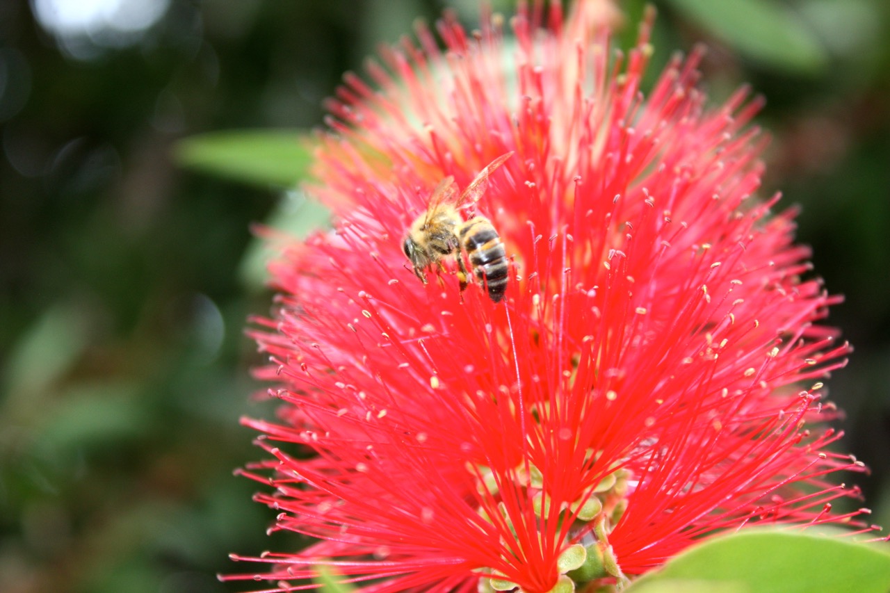Bee Makro Bee Makro