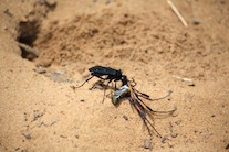 insect fight