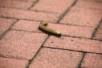 worms