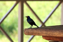 Bird Zoom